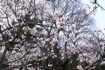 神戸の桜